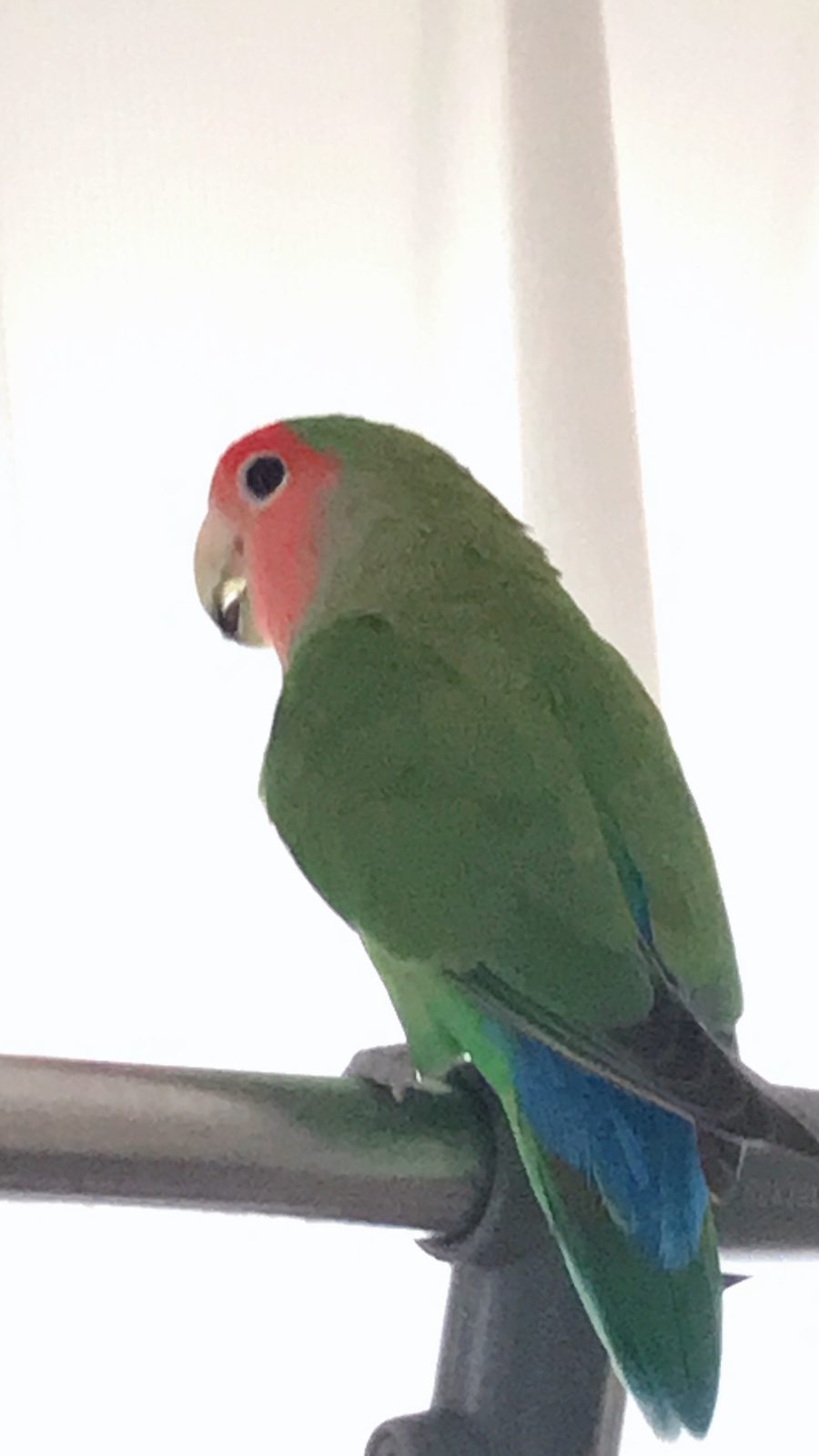 止まり木で振り返るコザクラインコ