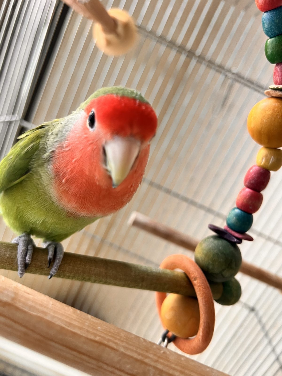 止まり木からこちらをのぞきこむコザクラインコ